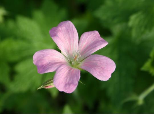 Geranium x oxonianum A.T. Johnson