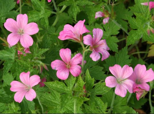 Geranium x oxonianum Wargrave Pink