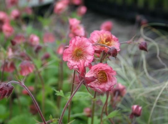 Geum Bell Bank