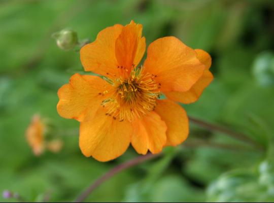 Geum Fireball