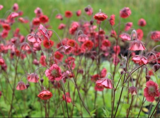 Geum rivale 'Flames of Passion'