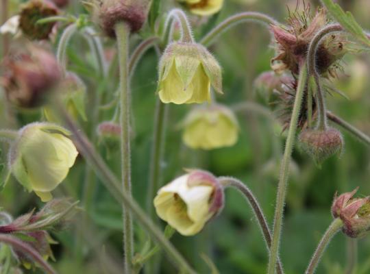 Geum Lemon Drops