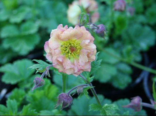 Geum 'Mai Tai'