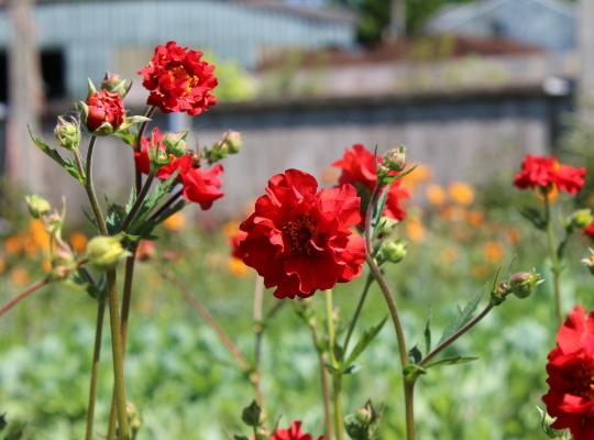 Geum Mrs J Bradshaw