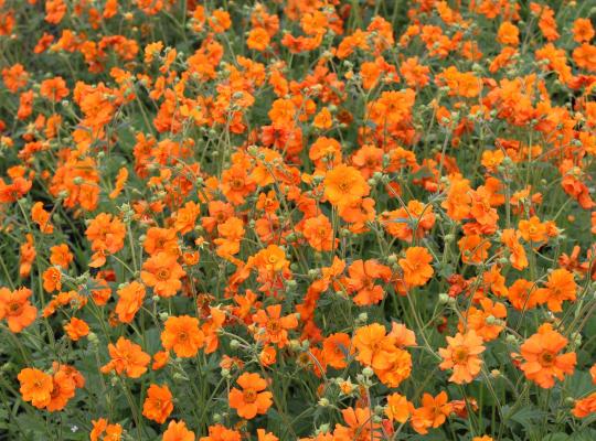Geum 'Princess Juliana'