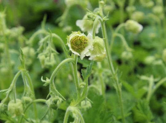 Geum rivale 'Album'
