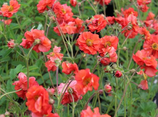 Geum 'Scarlet Tempest'