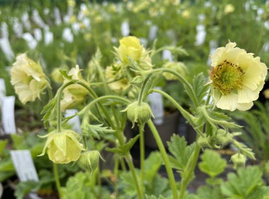 Geum rivale Tales of Hex
