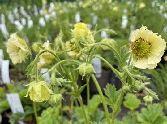 Geum rivale 'Tales of Hex'