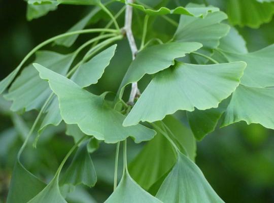 Ginkgo biloba