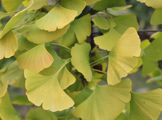 Ginkgo biloba Princetown Sentry