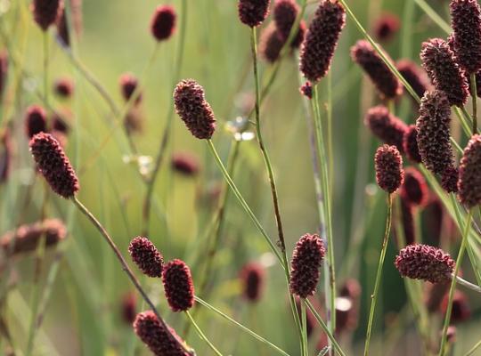 Sanguisorba 'Proud Mary'
