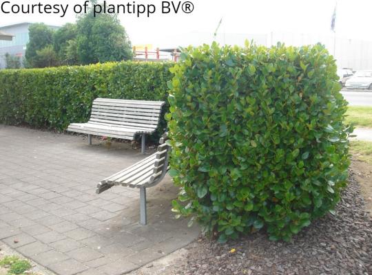 Griselinia littoralis Green Horizon