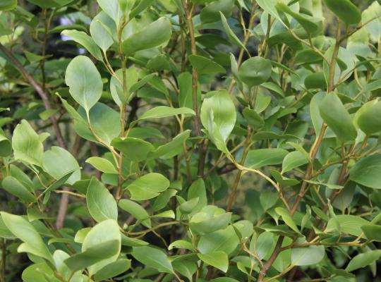 Griselinia littoralis