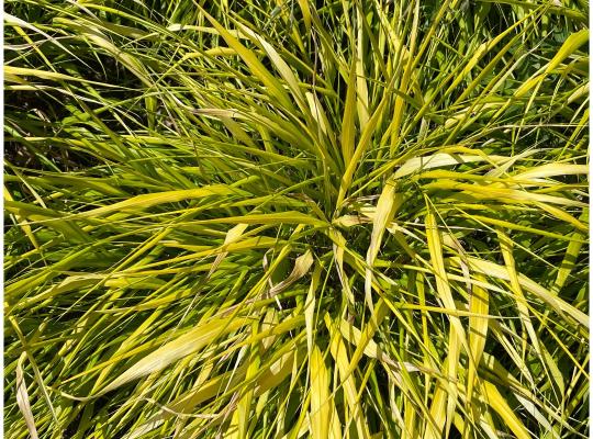 Hakonechloa macra 'All Gold'