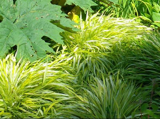 Hakonechloa macra Aureola