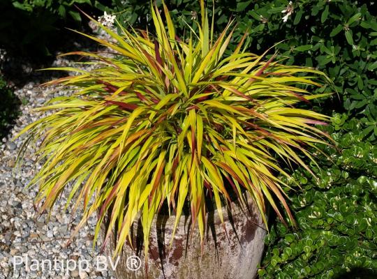 Hakonechloa ma 'Sunflare'
