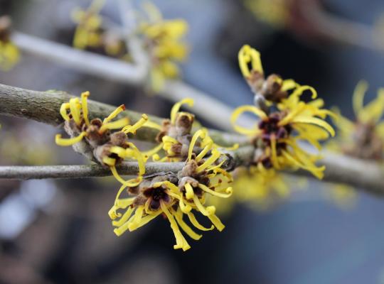 Hamamelis mollis