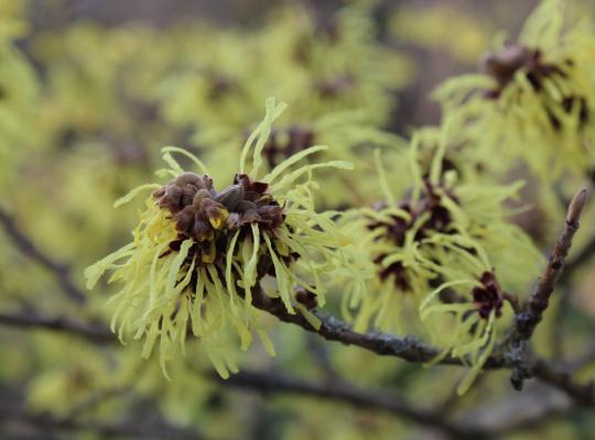 Hamamelis mollis var. pallida