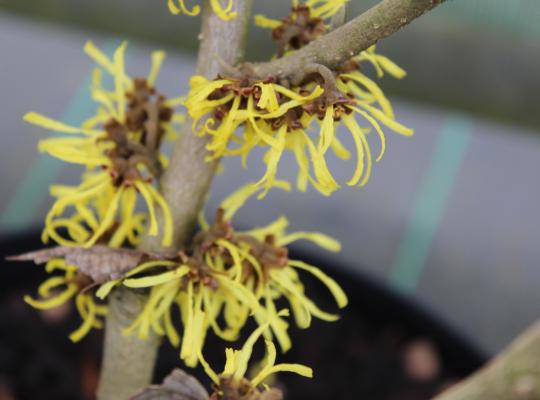 Hamamelis x int. Westerstede