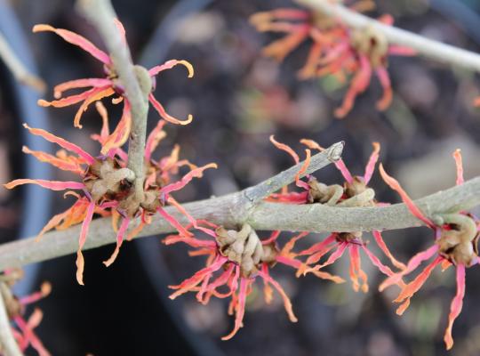 Hamamelis x intermedia Fire Cracker