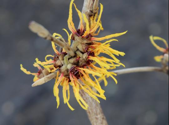 Hamamelis x intermedia Orange Beauty