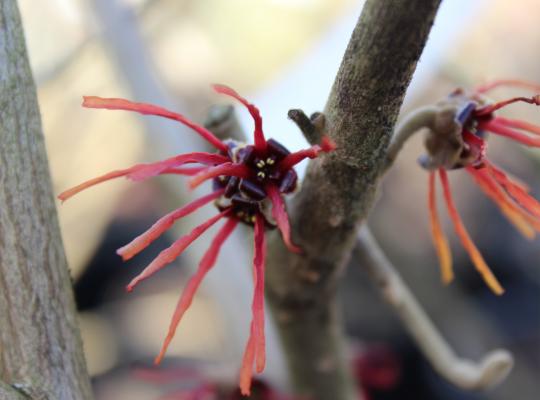 Hamamelis x intermedia Twilight