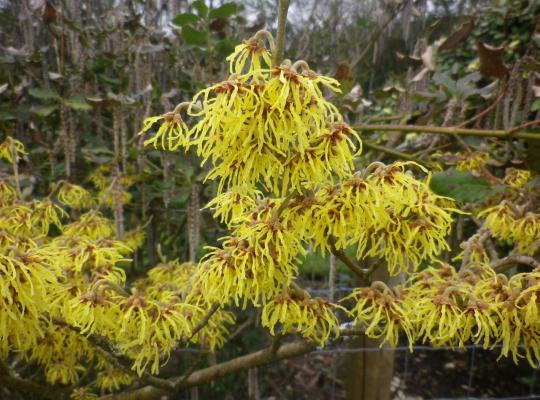 Hamamelis x intermedia  Arnold Promise