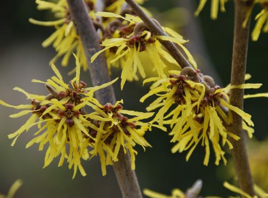 Hamamelis x intermedia Yamina