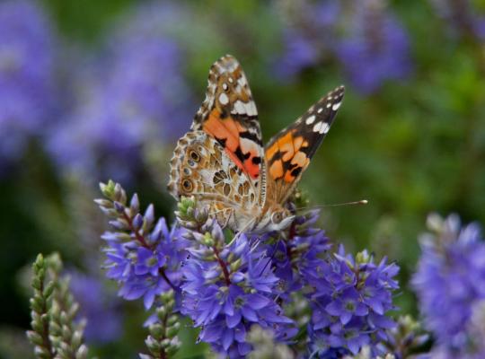 Hebe 'Garden Beauty Blue'