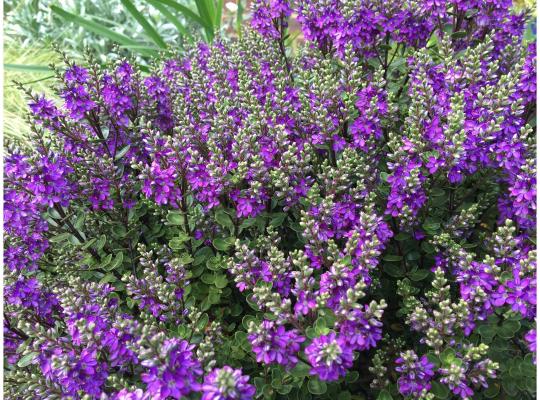 Hebe Garden Beauty® Purple