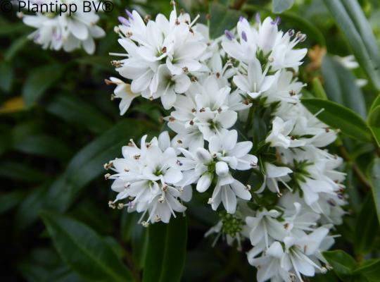 Hebe Garden Beauty® White