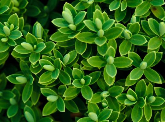 Hebe pinguifolia 'Sutherlandii'