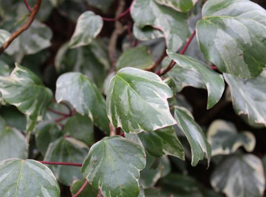 Hedera algeriensis Gloire de Marengo