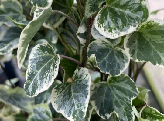 Hedera helix de Mol