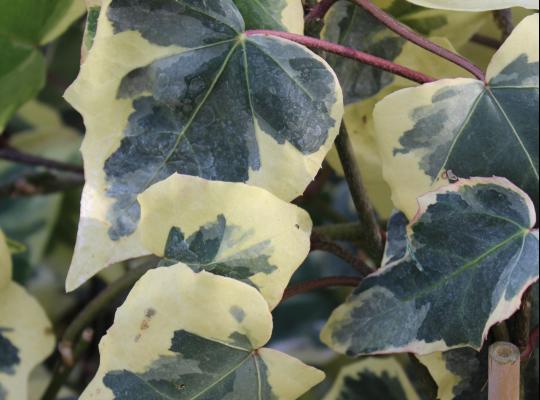 Hedera dentata Aurea (variegata)