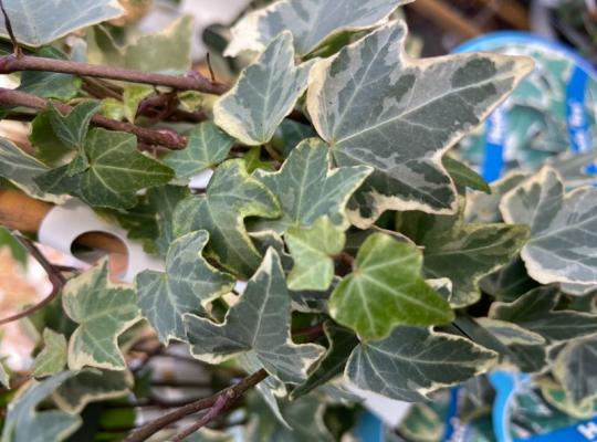 Hedera helix Eva