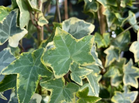 Hedera helix Goldchild