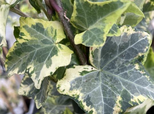 Hedera helix Golden Kolibri