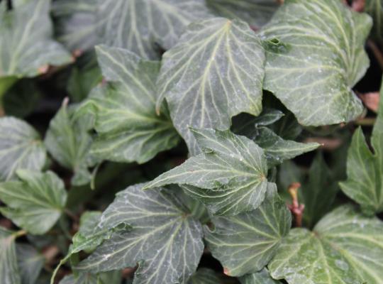 Hedera helix Green Ripple