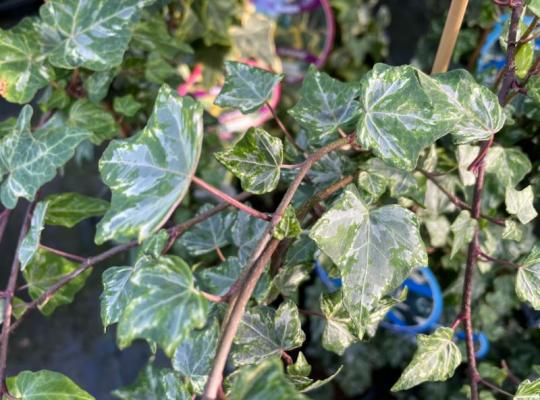 Hedera helix Kolibri