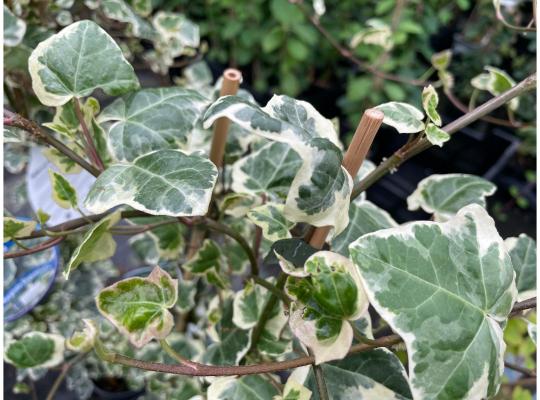 Hedera marginata Elegantissima