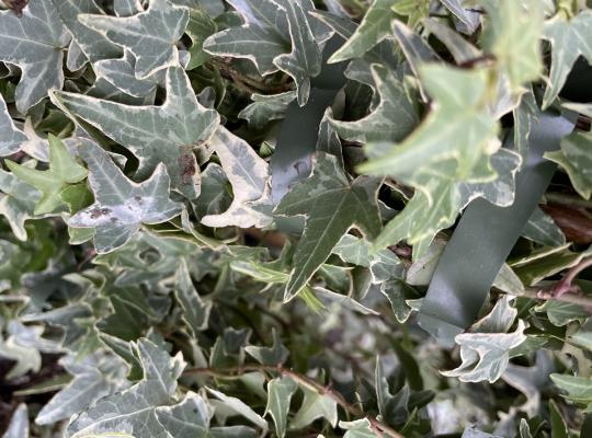 Hedera helix Mona Lisa