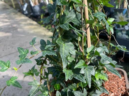 Hedera helix Shamrock