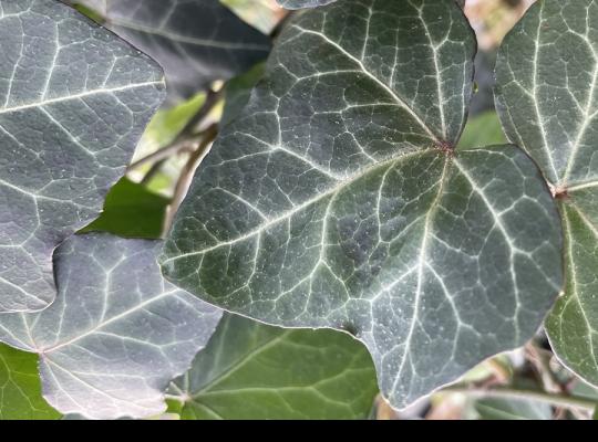 Hedera helix Woerner