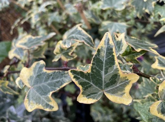 Hedera helix Yellow Ripple