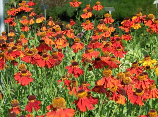 Helenium Moerheim Beauty