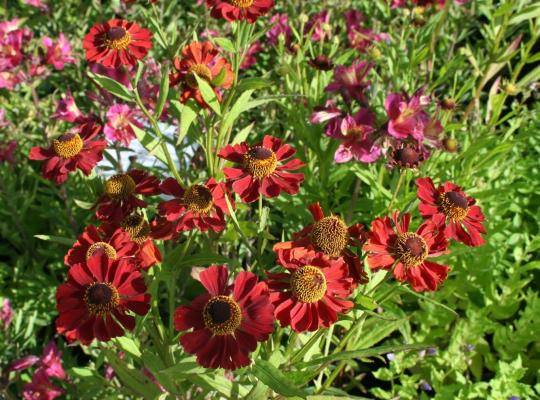 Helenium Rubinzwerg