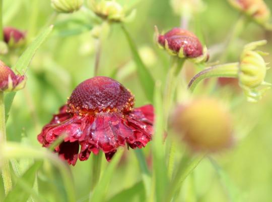 Helenium 'Ruby Tuesday'