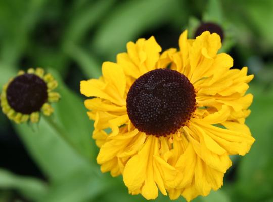 Helenium bigelovii 'The Bishop'